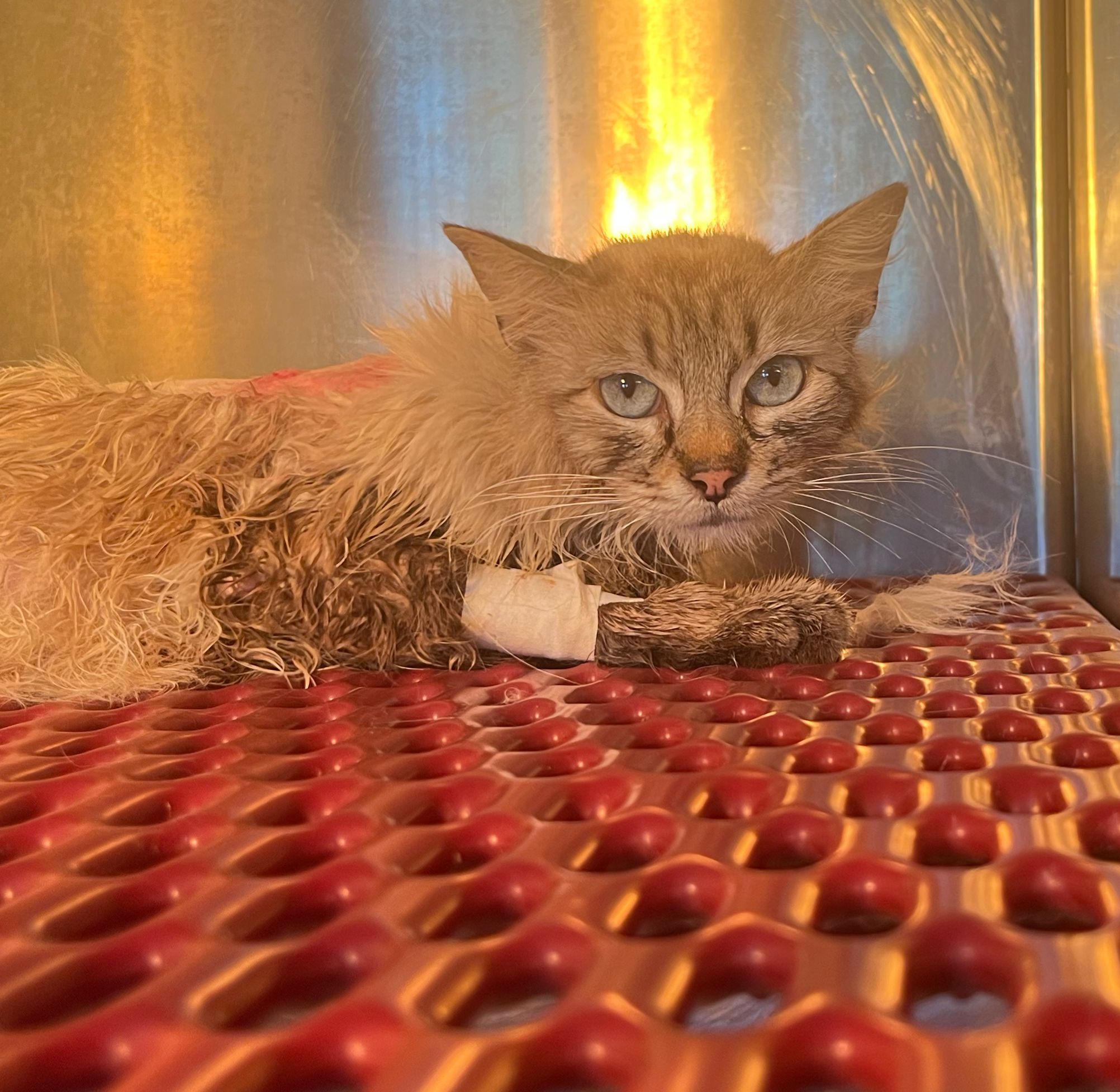 Vergogna a Lamezia: gattina raggiunta da tre colpi d’arma da fuoco