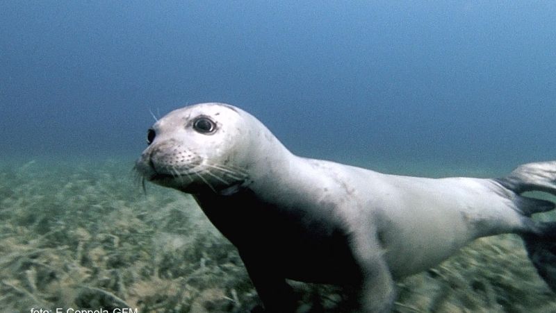 La foca monaca torna nell’area marina protetta di Capo Rizzuto – VIDEO