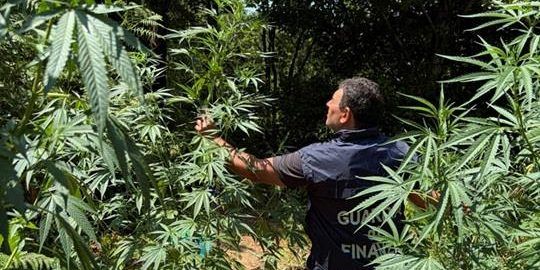 Droga, scoperta maxipiantagione di marijuana nel Cosentino: distrutte 44 piante – VIDEO