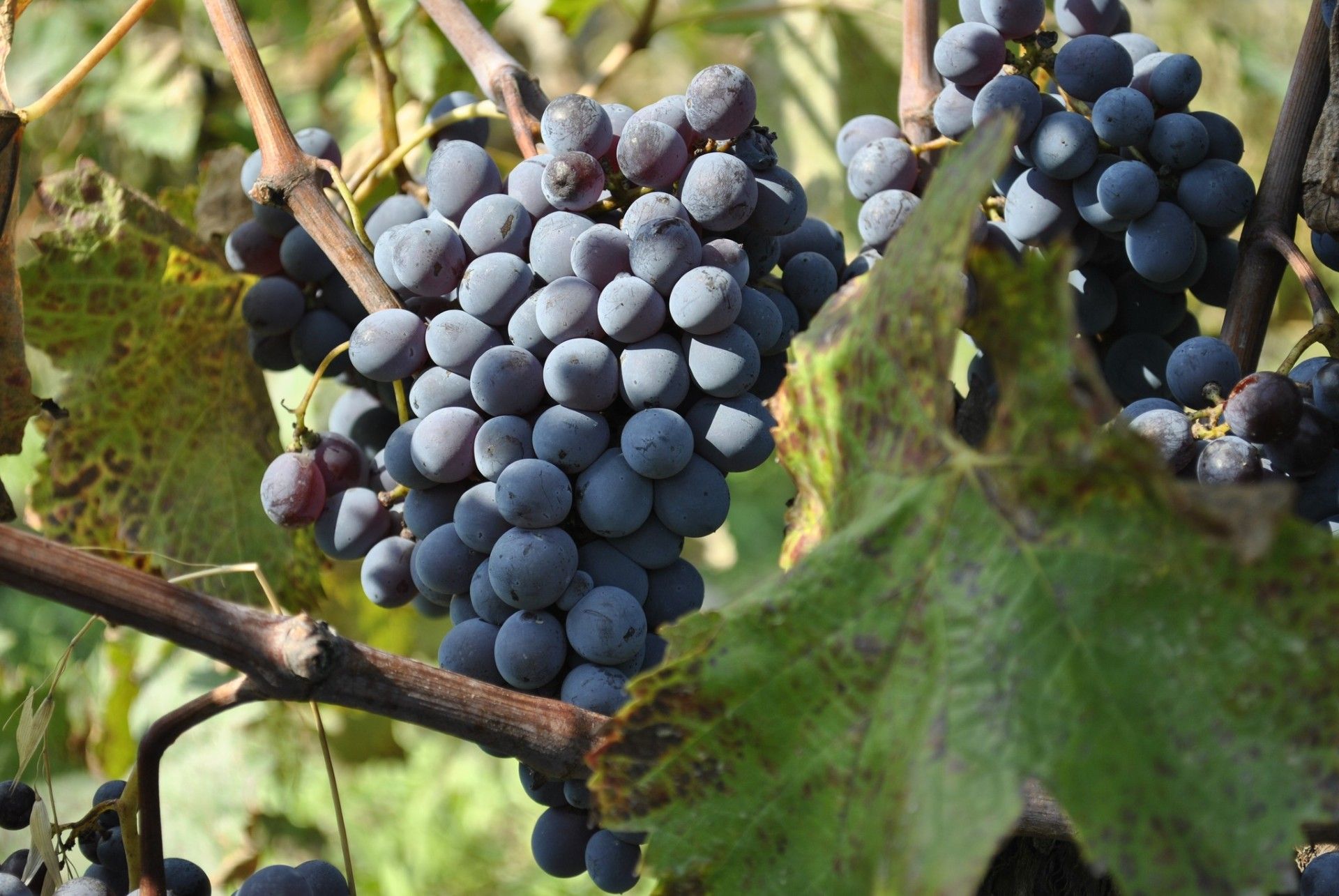 Vini di Calabria, Cirò come sempre sul podio (ma si affacciano Lamezia e Vibo)