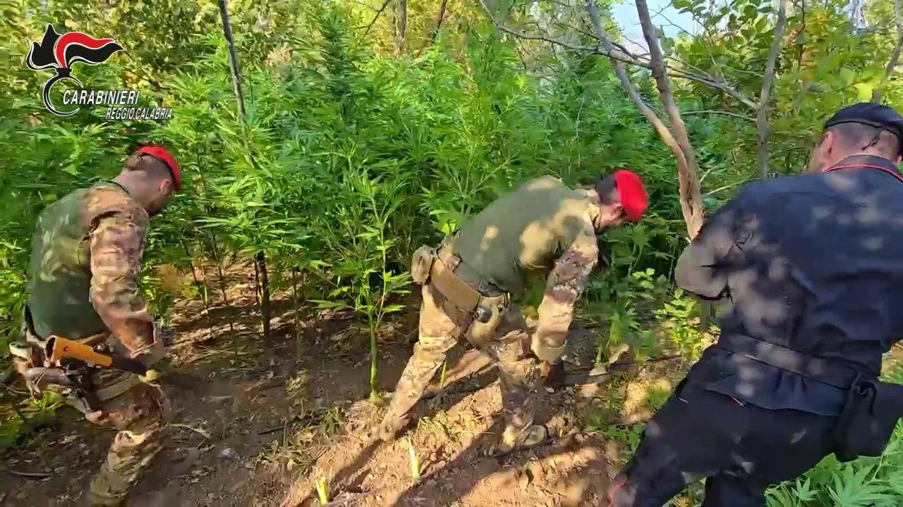 Sorpreso mentre irriga una piantagione di canapa: un arresto nella Locride – VIDEO