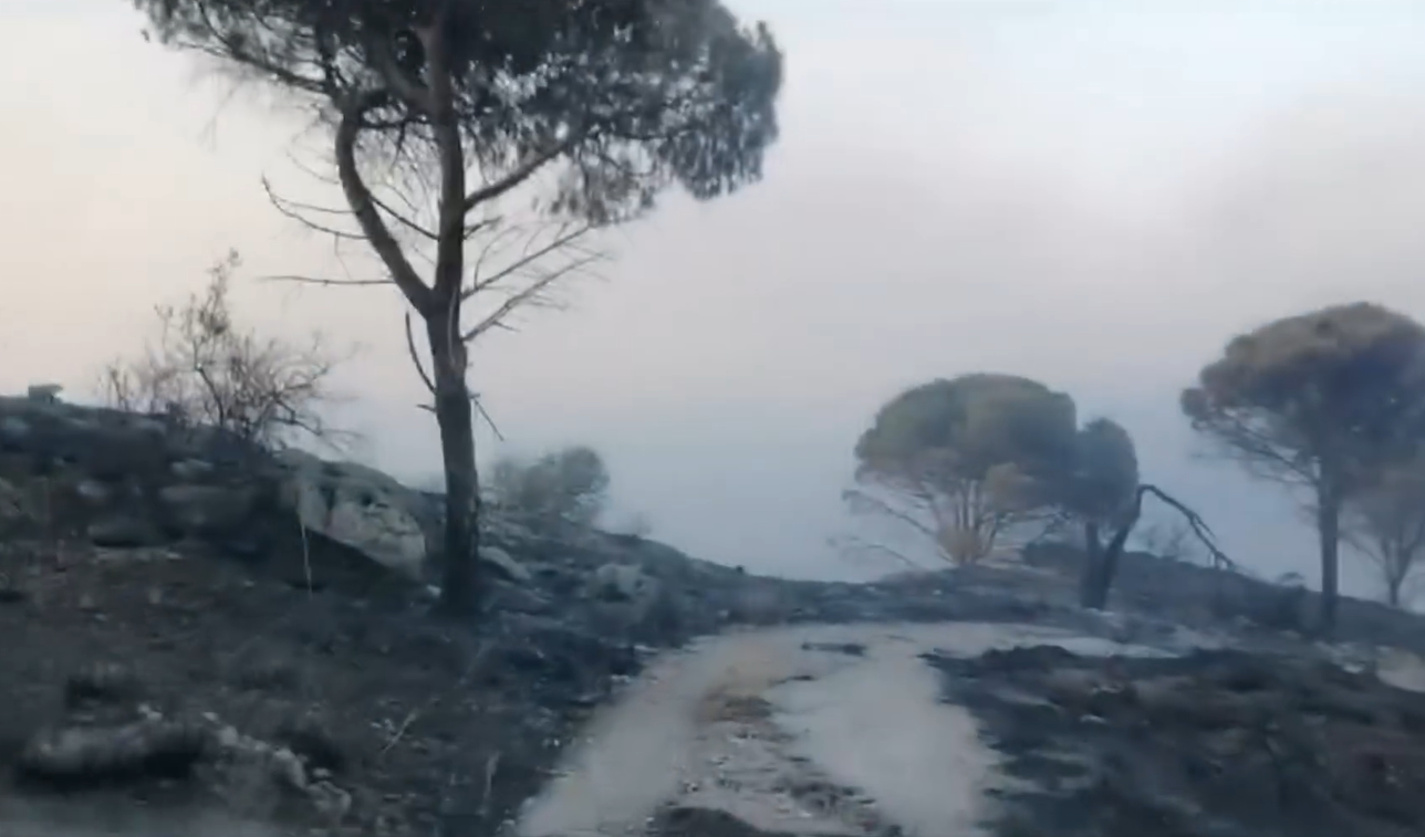 Vasta area di macchia mediterranea distrutta nel Reggino, decine di ettari andati in fumo