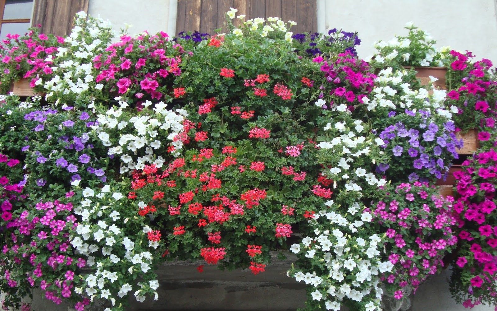 "Balconi in Fiore", a Lamezia il concorso ideato per la "Giornata mondiale dell'Ambiente"