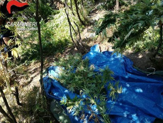 Scoperta un'altra piantagione di marijuana nella Locride