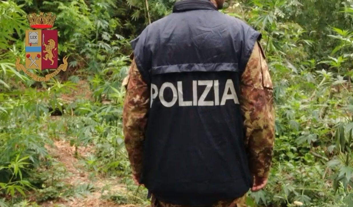 Sequestrate 350 piante di marijuana nelle Serre Vibonesi – VIDEO