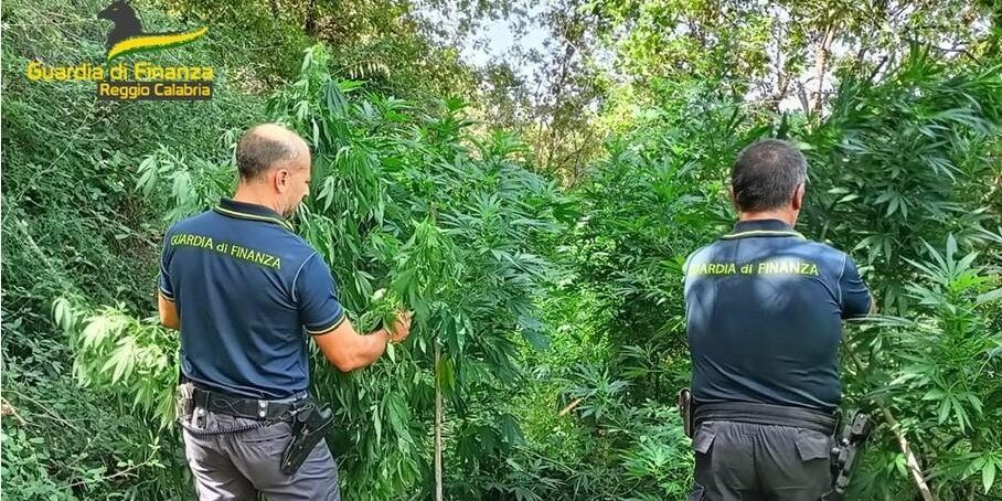 La coltivazione, l’occultamento e il traffico: dalla Locride alla Piana il fiorente business di cannabis