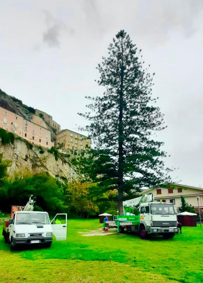 Ad Amantea l’albero di Natale vivente più alto d’Italia