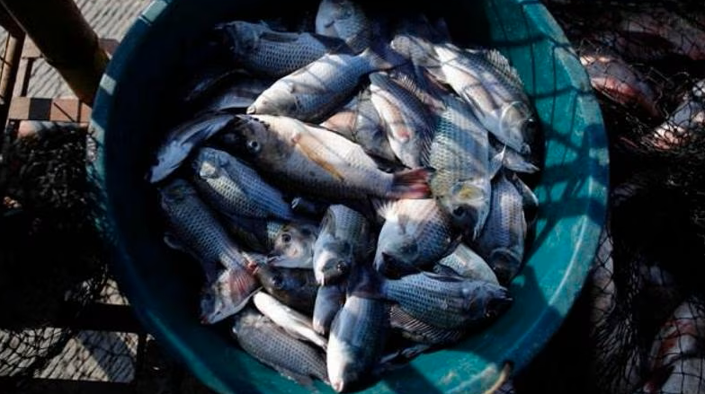 Da oggi al via il fermo della pesca anche nel Tirreno calabrese