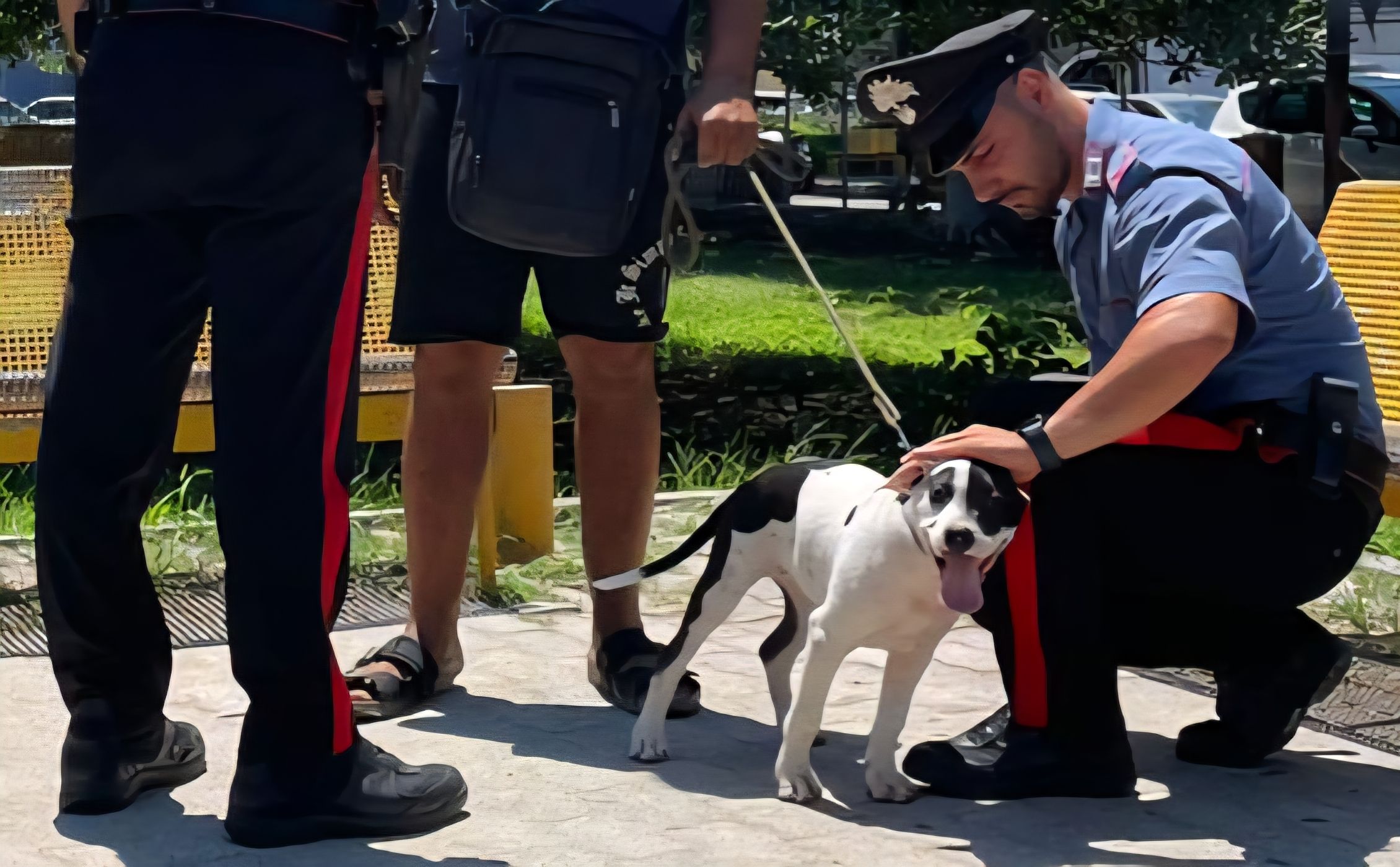 Rapisce un cane e chiede 500 euro di riscatto: fermato 35enne a Soverato