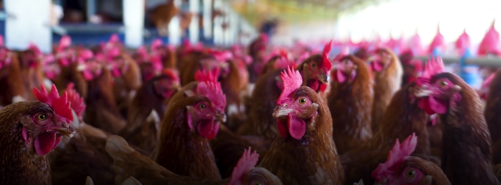 Il mondo torna a parlare di aviaria