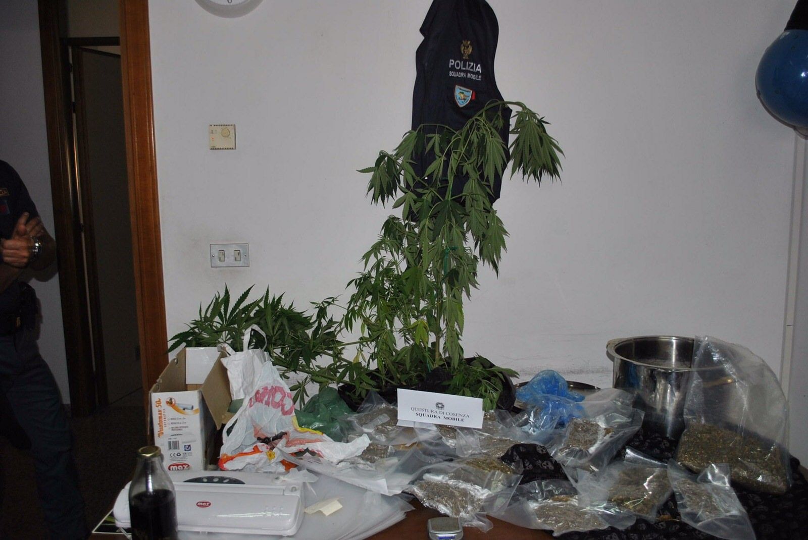 Coltivava marijuana nel giardino di casa, arrestato