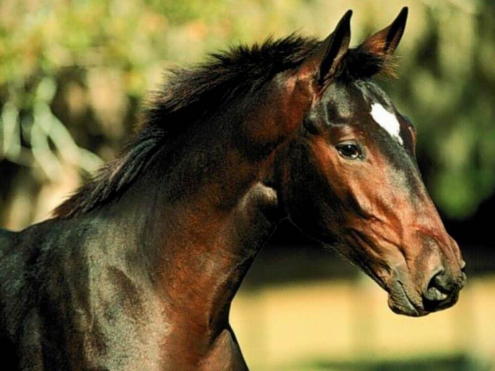 Ucciso dai cavalli nel Catanzarese, condanna confermata in appello