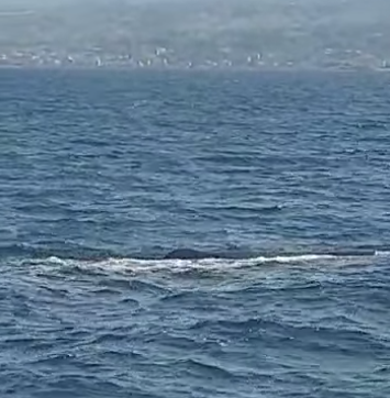 «Capodoglio avvistato nelle acque dello Stretto» – VIDEO