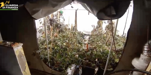 Laboratorio della droga a Cetraro, scoperta serra con 170 piante di marijuana dal valore di un milione di euro