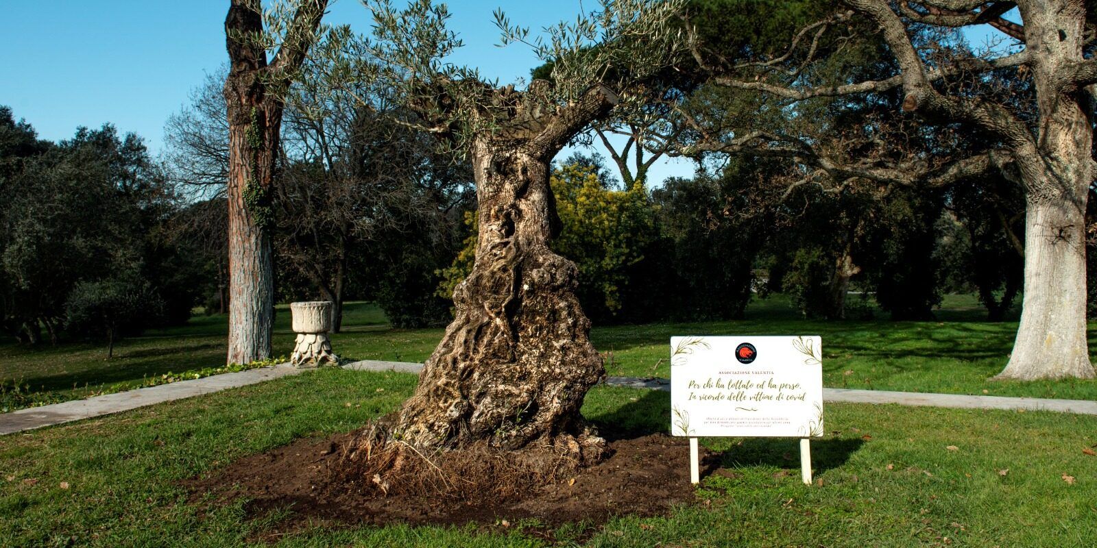 Vibo, ulivo secolare donato al presidente Mattarella