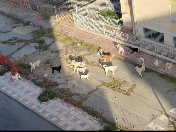 «Simona uccisa dal branco e da una tutela animale inesistente»