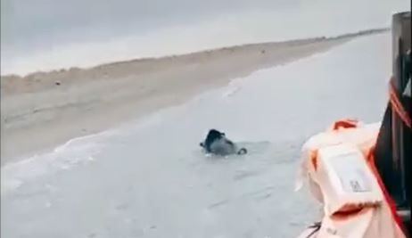 Singolare battuta di “pesca” a Calopezzati: salvato un cinghiale che nuotava a 4 miglia dalla costa – VIDEO