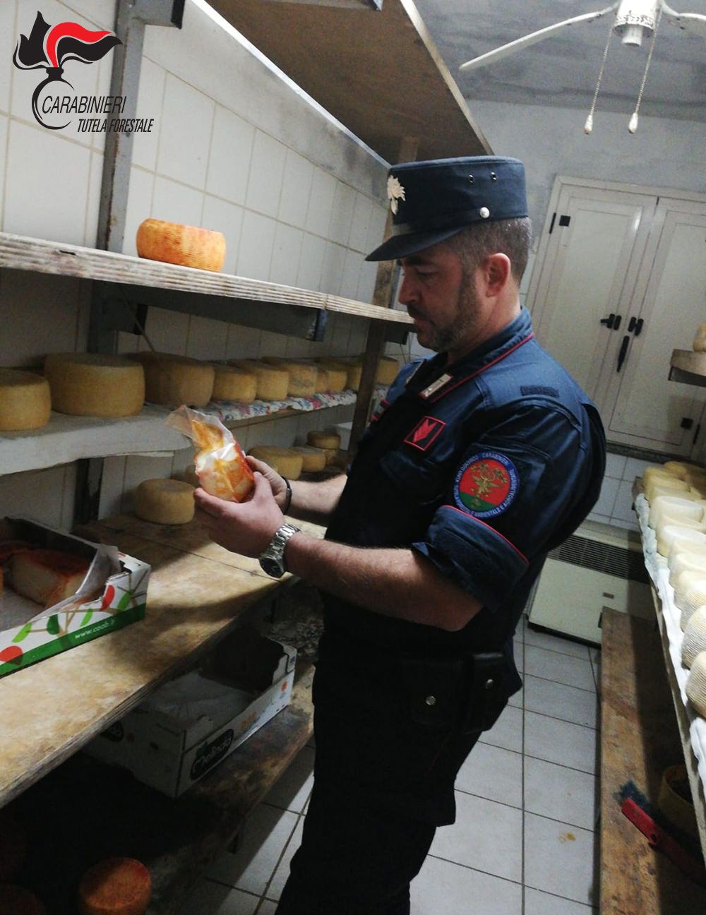 Caseificio abusivo scoperto nel Cosentino, sequestrati 2 quintali di formaggi