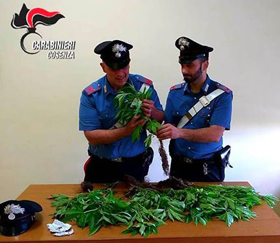 Una piantagione di cannabis nel proprio giardino, denunciato un 55enne nel Cosentino