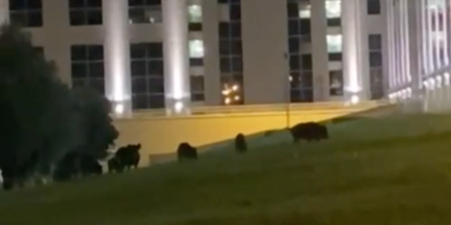 Il Csa-Cisal: «Cittadella regionale presa d'assalto dai cinghiali» - FOTO E VIDEO