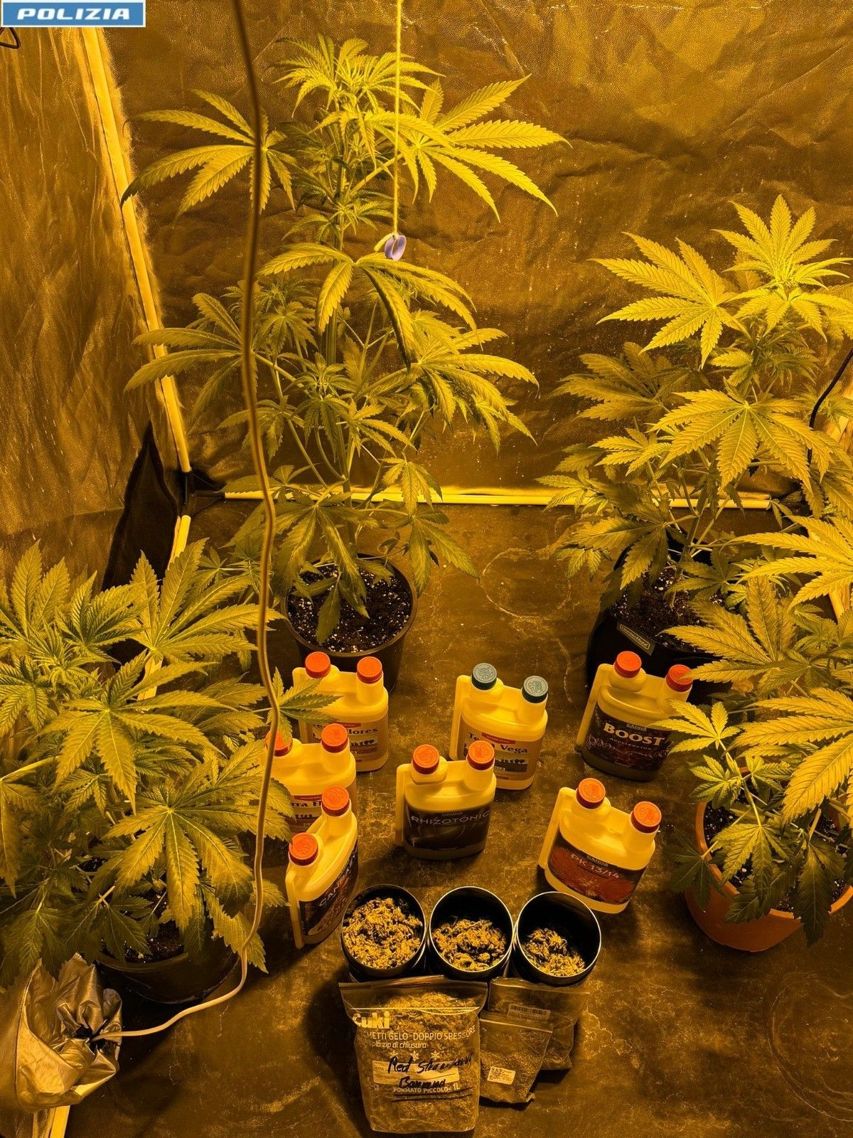 Vibo, deteneva una “serra indoor” di cannabis in camera da letto: arrestato dalla polizia