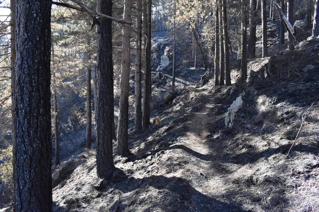 «Quel che resta del Monte Reventino»