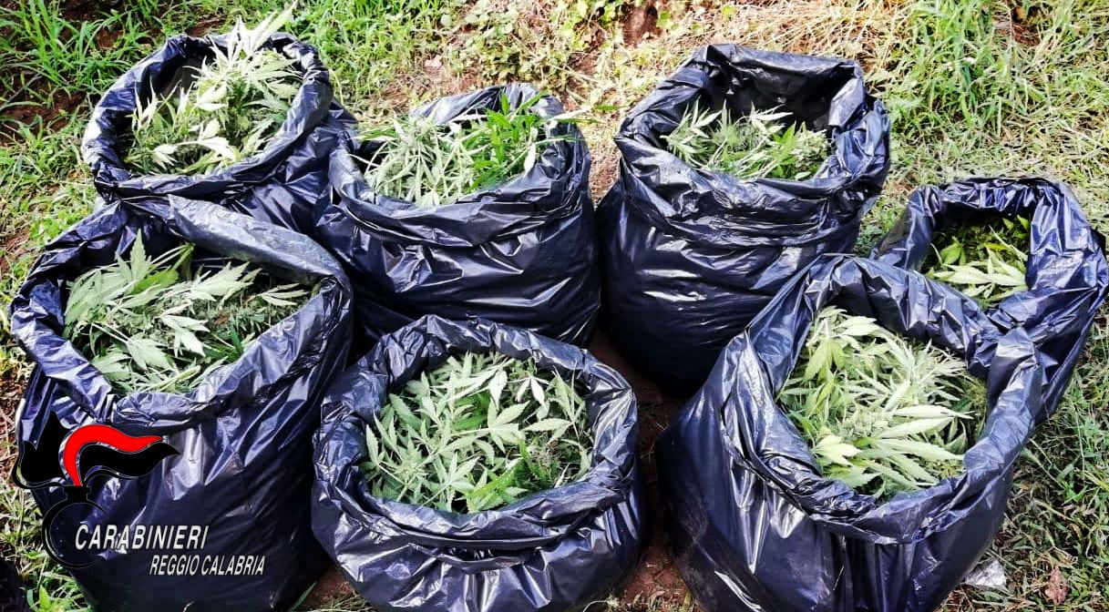 In 4 coltivavano marijuana nel Reggino, condannati a 5 anni e 4 mesi