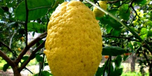 cedro