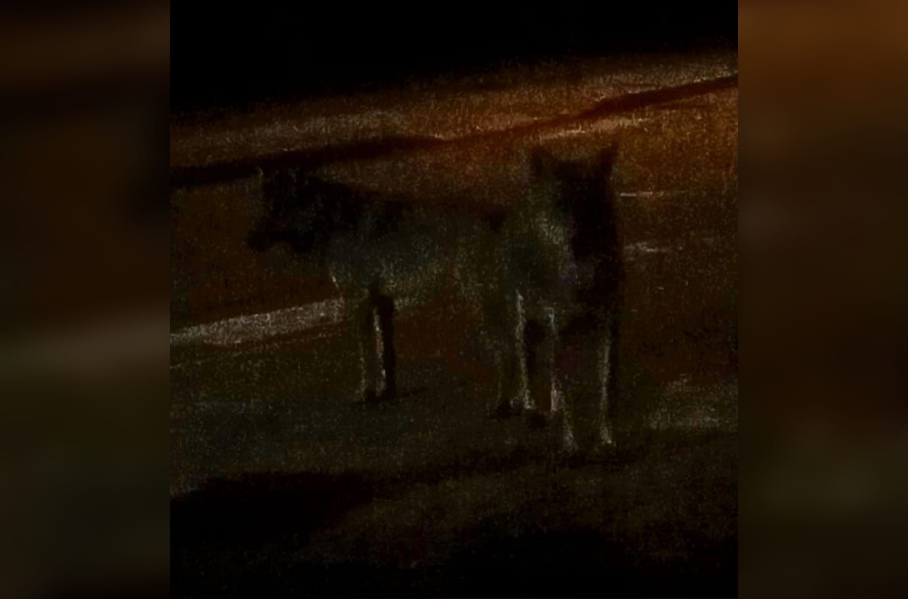 «Non solo cinghiali, avvistato anche un branco di lupi alla Cittadella regionale» – VIDEO