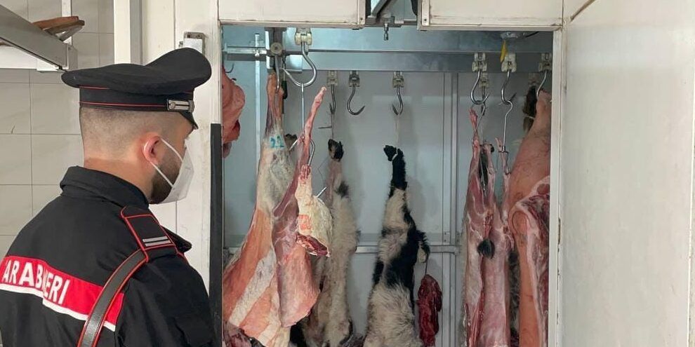 Brancaleone, maxisequestro di carne in una macelleria abusiva scoperta dai carabinieri