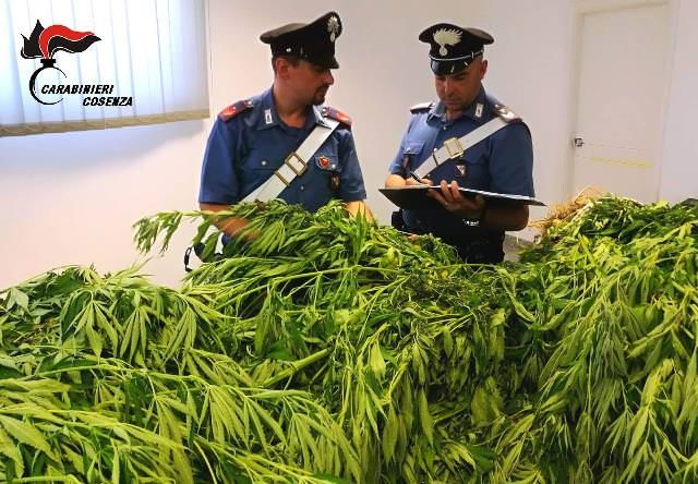 Coltivavano 60 piante di marijuana nel Cosentino, in manette due persone