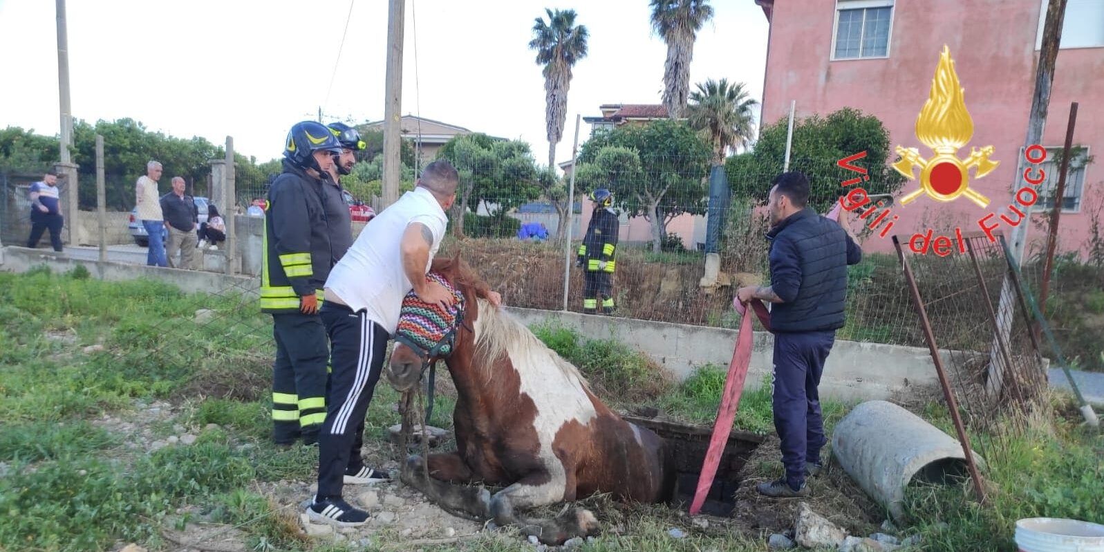 Cavallo cade in un pozzo a Crotone, salvato dai vigili del fuoco – FOTO