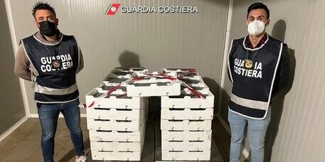 Pesca, sequestrati 4,5 quintali di novellame di sarda nel Cosentino