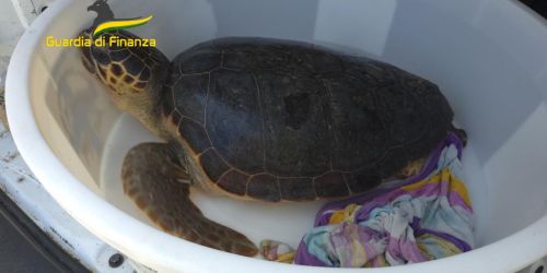 tartaruga caretta caretta briatico