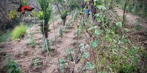 piantagione-nicotera-carabinieri