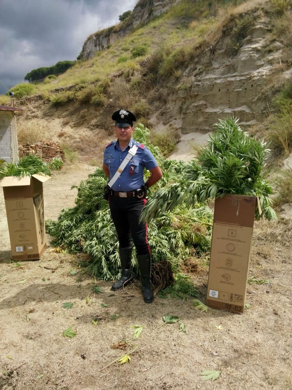 Cento piante di marijuana coltivate nell'orto