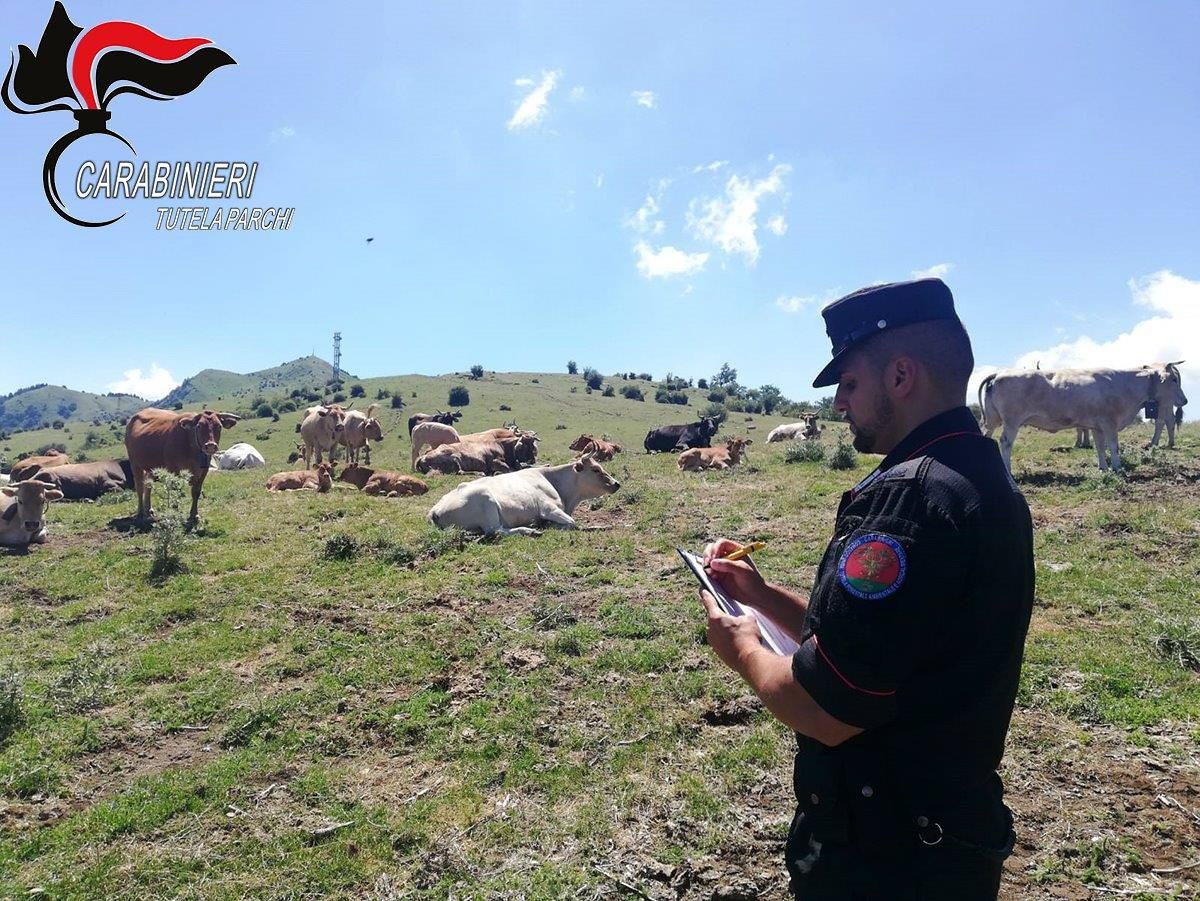 Operazione di controllo dei pascoli nel Parco del Pollino, sanzioni e sequestri