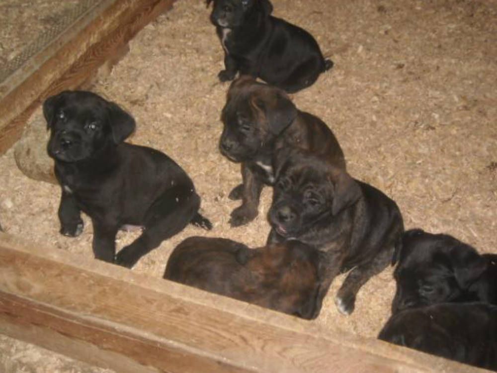 Parghelia, cuccioli di cane bruciati in un magazzino