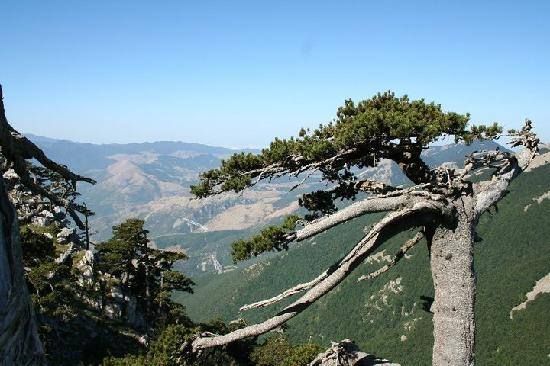 Valle dell'Argentino, a rischio 500 alberi