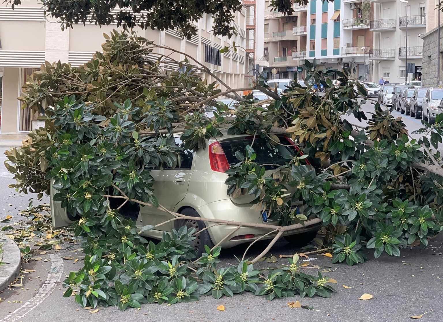 Grosso ramo cade su un’auto in transito, tragedia sfiorata a Reggio Calabria – FOTO