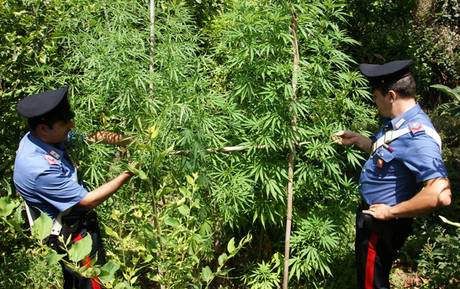 Coltivavano marijuana, cinque arresti a Bagnara