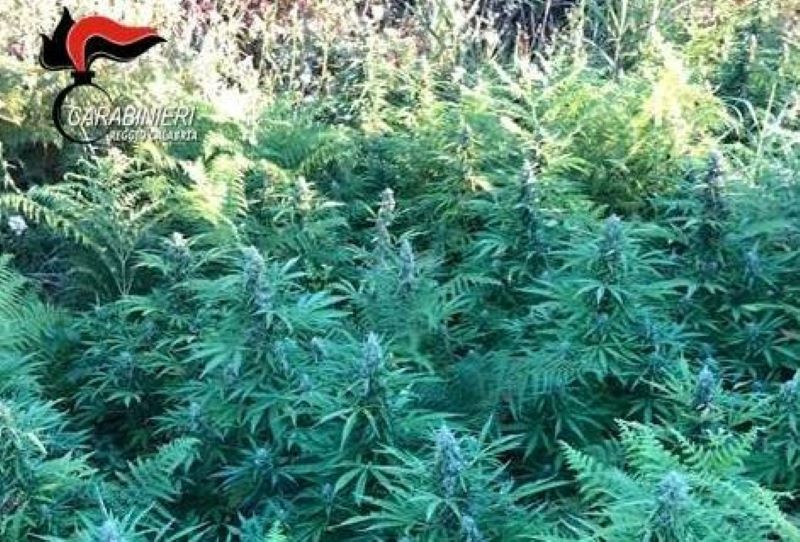 Scoperte 80 piante di marijuana in una zona boschiva nel Reggino, due arresti