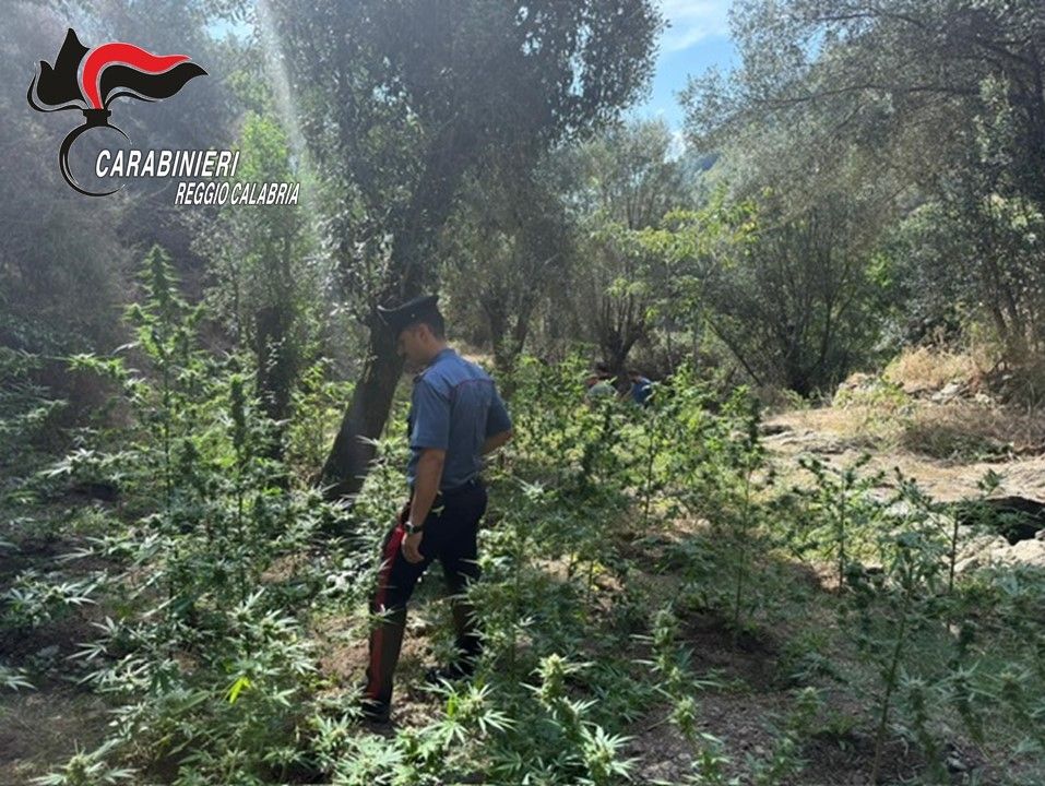 Sorpresi mentre coltivano marijuana, due arresti