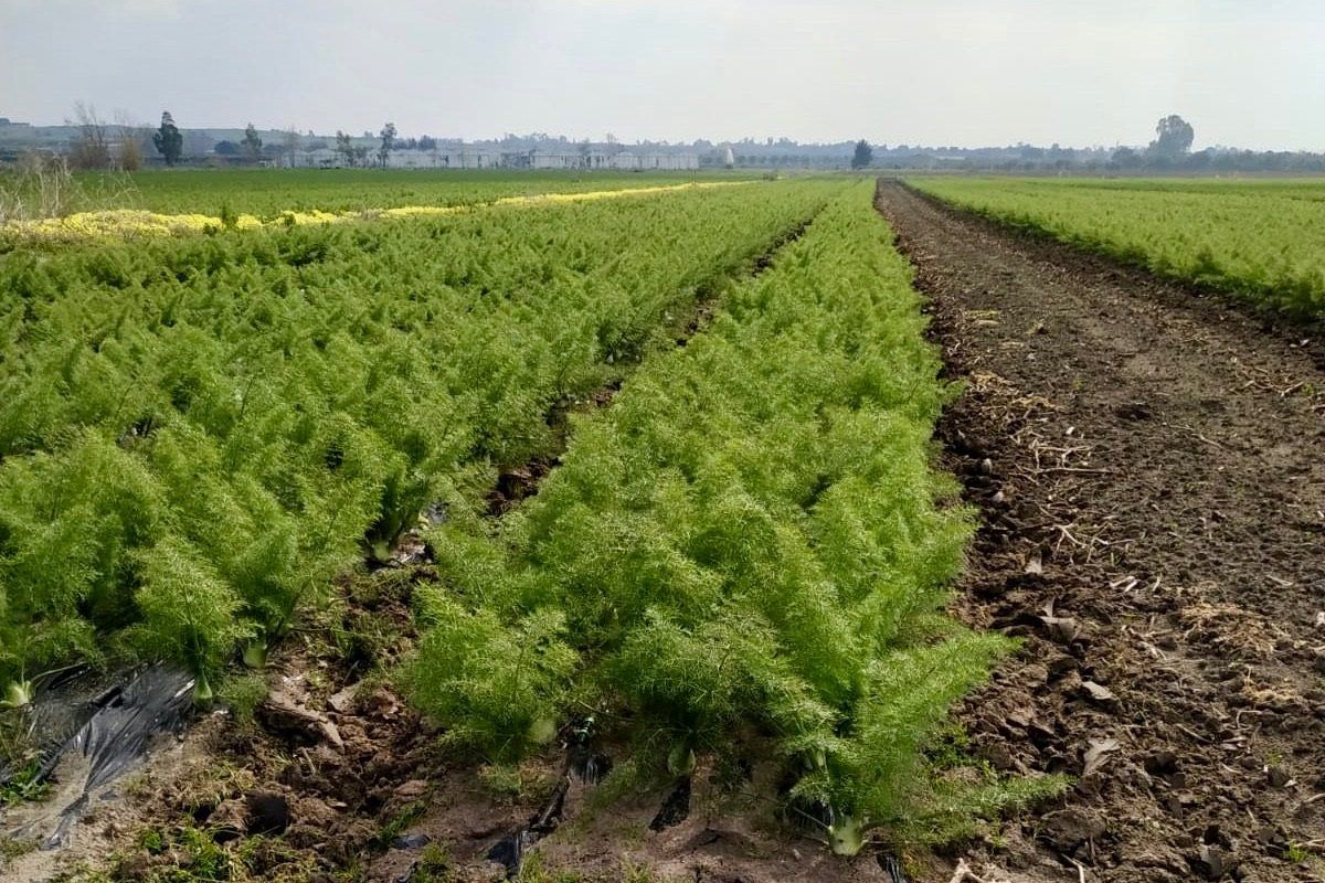 Il finocchio di Isola Capo Rizzuto diventa Igp