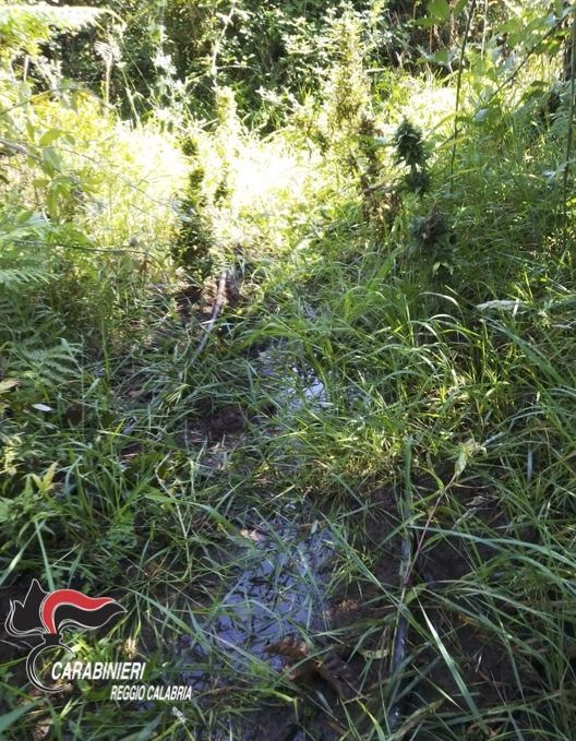 Oltre duemila piantine in stato di abbandono, scoperta piantagione nel Reggino