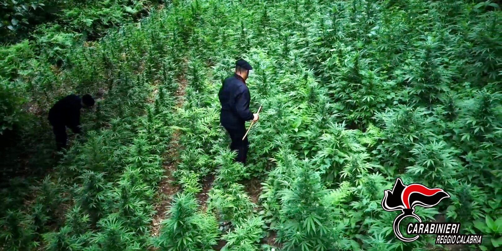 Piana di Gioia Tauro, sequestrata piantagione di “marijuana” da 125 esemplari