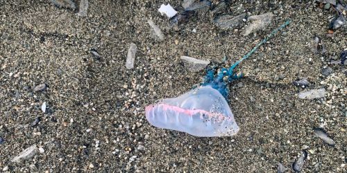 La Caravella Portoghese arriva anche sul litorale lametino