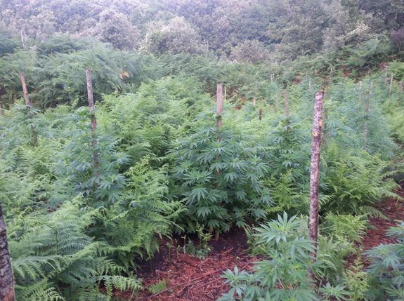 Reggio, scoperta piantagione di canapa indiana