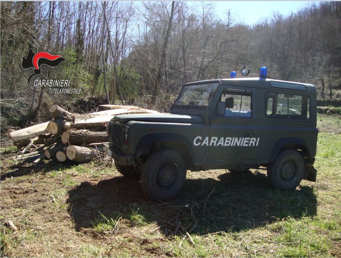 Tagliano abusivamente una trentina di piante, due denunciati