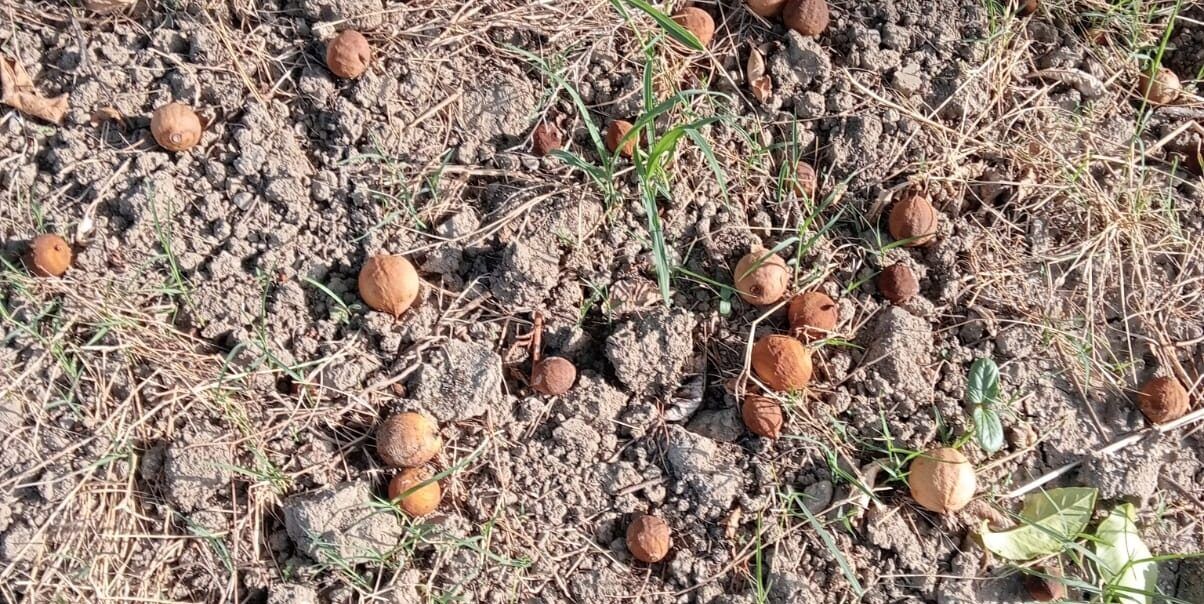 Danni in agricoltura, la Città Metropolitana di Reggio invia gli atti per lo stato di calamità